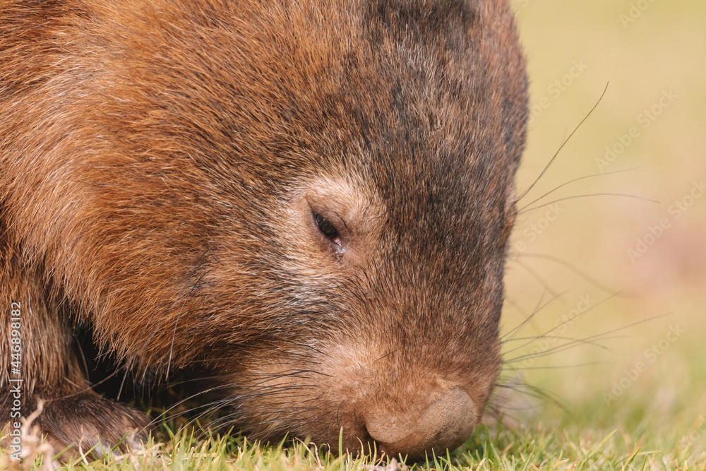 Common Wombat, Kangaroo Valley NSW, Australia. Common Wombat, Kangaroo Valley NSW, Australia.