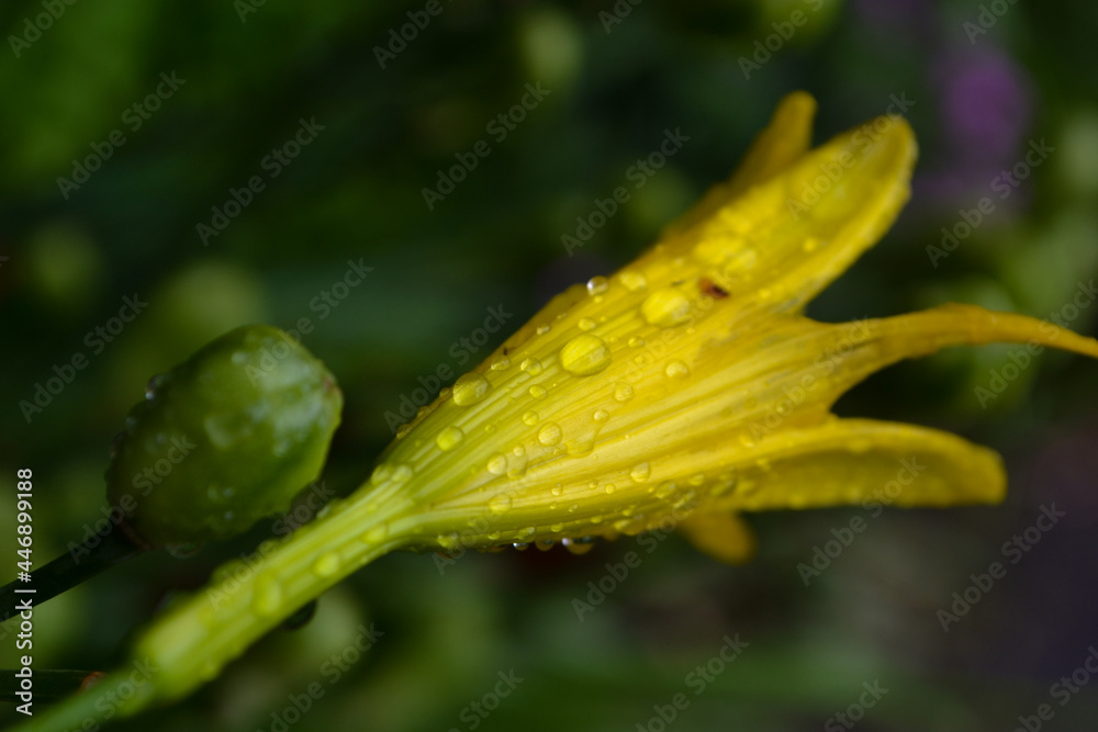 flower with dew drops flower with dew drops