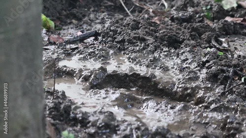 Feet in mud close-up Foot in the dirt and brown soaked soil