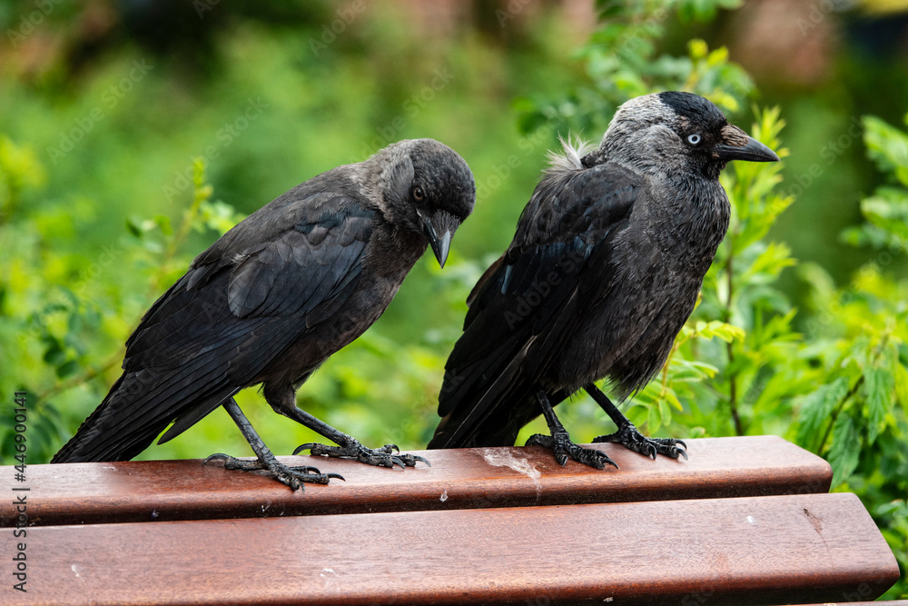 Fototapeta premium Krähen