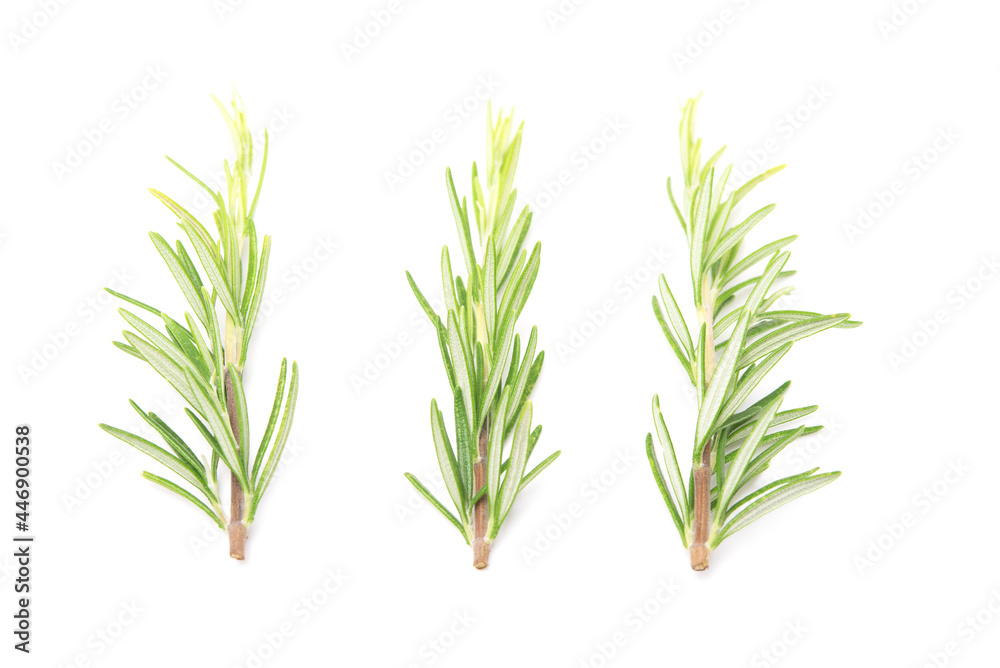 Branch of rosemary isolated on white background. Evergreen shrubs