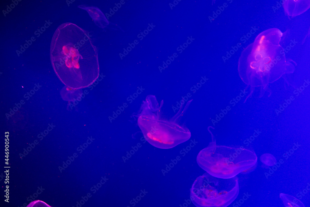 jelly fish in aquarium