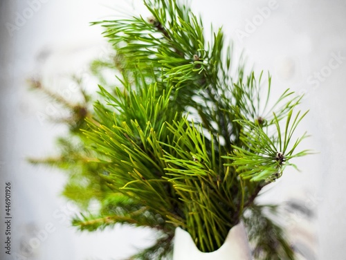 Spruce branches 