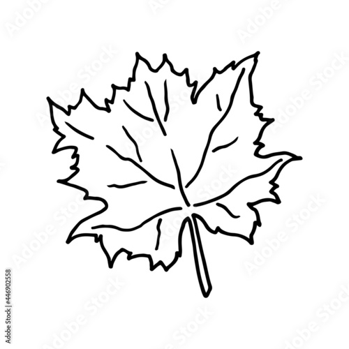 School maple leaf doodle. Hand drawn illustration.