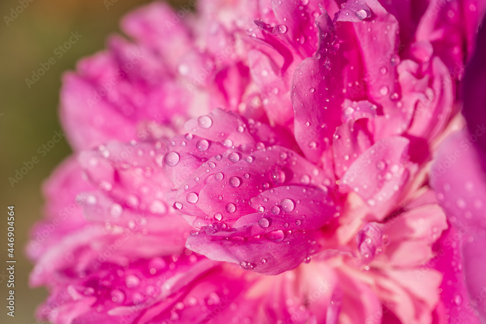 Beautiful pink peony with raindrops in garden, macro