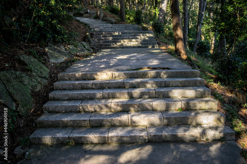 concrete road in a pine forest, island of rab, northern mediterranean, croatia