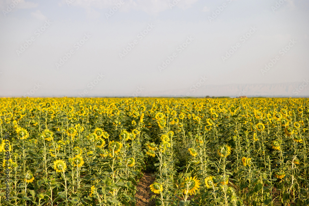 Sunflower field in July in sunny day Sunflower field in July in sunny day