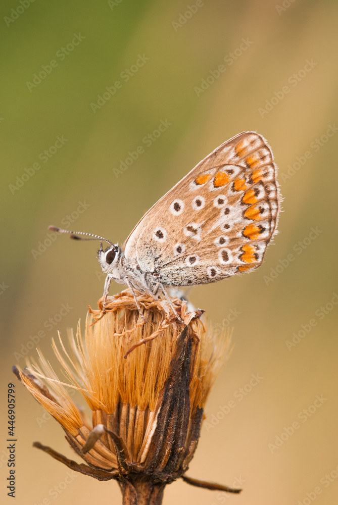 Obraz premium Plebejus argus (Linnaeus, 1758) Argo Classificazione:superfamiglia Papilionoidea, famiglia Lycaenidae, sottofamiglia Polyommatinae, tribù Polyommatini, sottotribù Polyommatina. Esemplari Da figurare. 