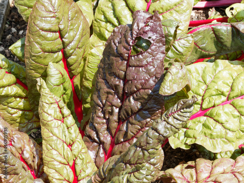 (Beta vulgaris Cicla Flavescens-Gruppe) Grüne, gelbe und braune großes geripptes und zerknittertes Blätter von Rote Blat-Mangold mit dicken Blattstiele an lange lebhaft rote Stängel photo