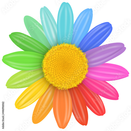 Daisy flower isolated with multicolored petals, rainbow daisy flower vector illustration. photo