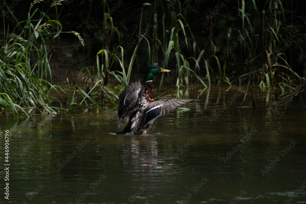 La mâle colvert 2 (Anas platyrhynchos) La mâle colvert 2 (Anas platyrhynchos)