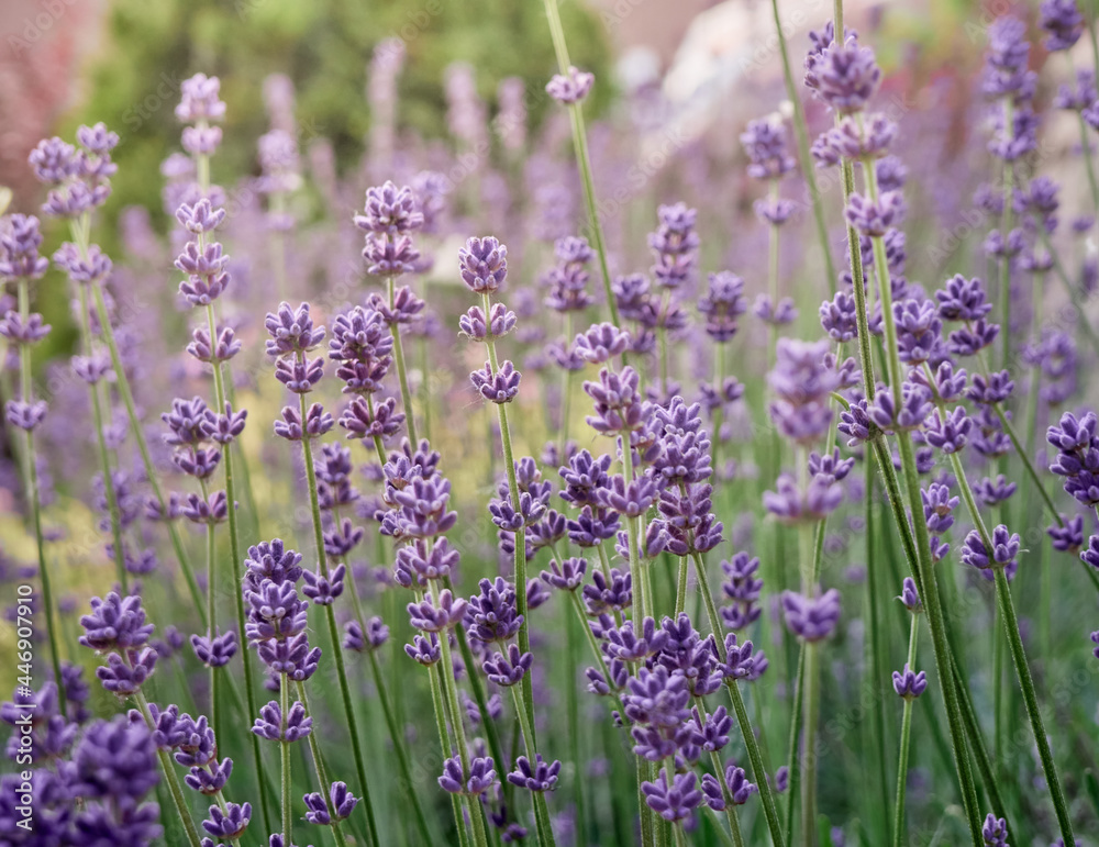Obraz premium Soft focus on lavender flowers.