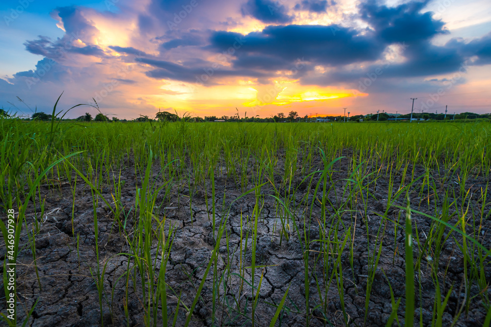 Obraz premium Burned grass rice stubble in a rice field after harvest and Brown Land with dry soil or cracked ground texture with Twilight blue bright and orange yellow dramatic sunset puffy fluffy clouds