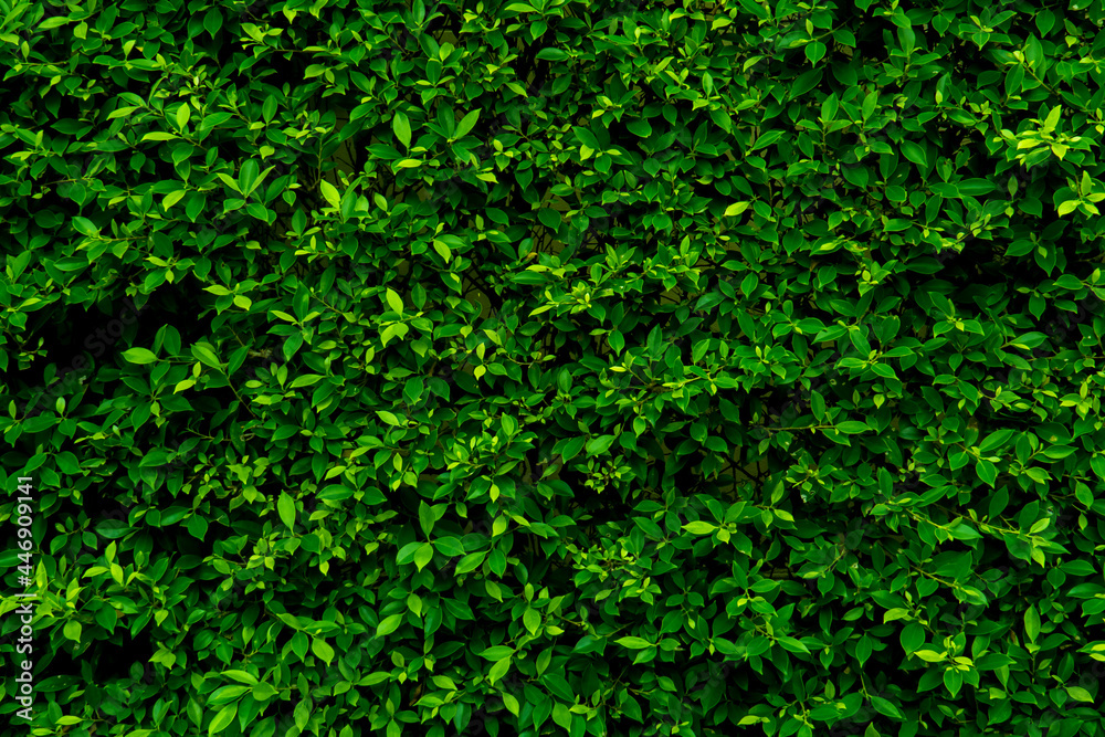 Green leaf wall texture for backdrop design and eco wall and die-cut for artwork. copy space text. Green leaf wall texture for backdrop design and eco wall and die-cut for artwork. copy space text.