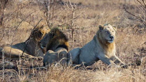White male lion in the wild  Kruger national park
