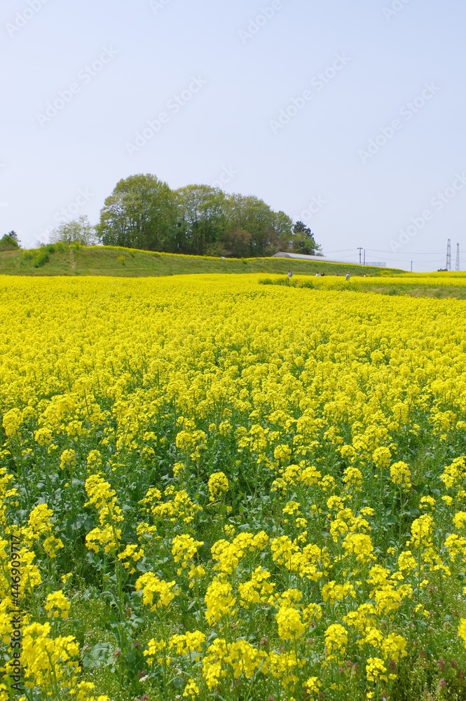 Obraz premium 菜の花、豊かさの花言葉 黄色い絨毯のような菜の花畑