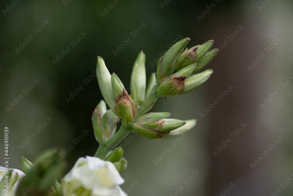 Fleurs des jardins 08 Fleurs des jardins 08