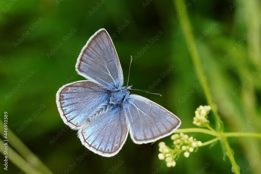 Portrait of a beautiful Amanda's blue butterfly. Polyommatus amandus Portrait of a beautiful Amanda's blue butterfly. Polyommatus amandus