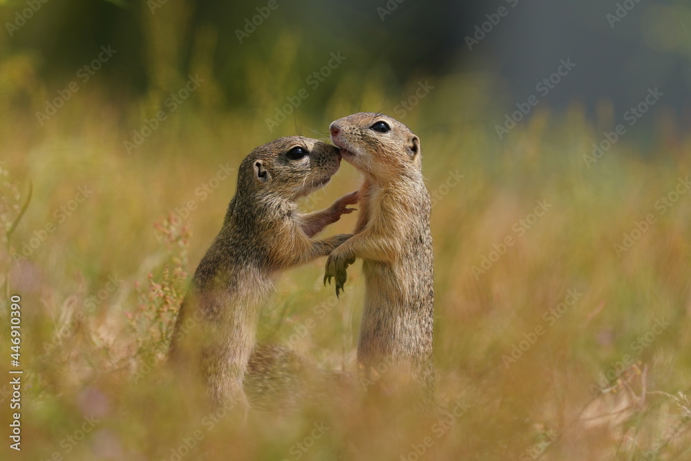 Fototapeta premium Two young european ground squirrel standing on the ground. (Spermophilus citellus) Wildlife scene from nature. Ground squirrel on field