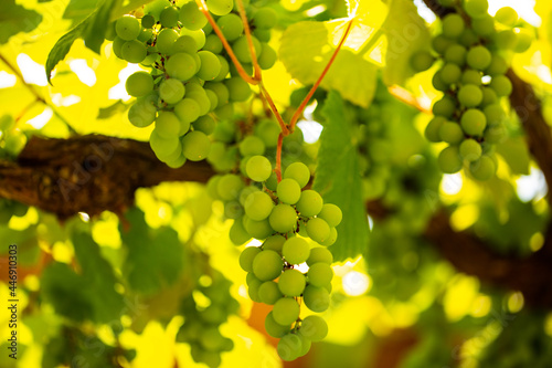 Grapes on the vine in Italy photo