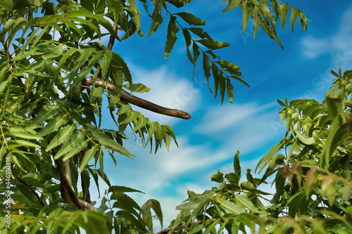 A beautiful cobra snake on tree