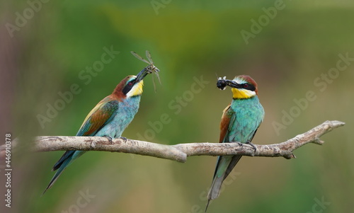 Two european bee-eaters (Merops apiaster) sitting on a branch. 