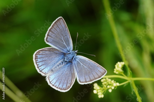 Portrait of a beautiful Amanda's blue butterfly. Polyommatus amandus