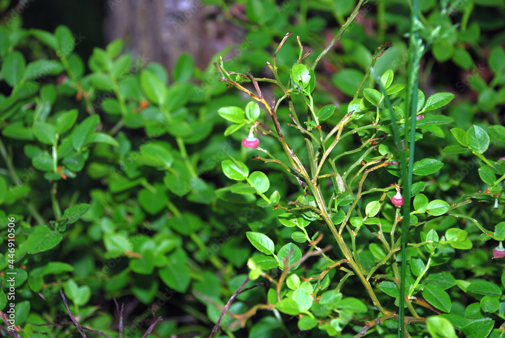 Not a large blueberry bush with small leaves. Small oval green leaves and still red blueberries on a small bush in the evening forest. Vaccinium myrtillus is a low-growing shrub. Not a large blueberry bush with small leaves. Small oval green leaves and still red blueberries on a small bush in the evening forest. Vaccinium myrtillus is a low-growing shrub.