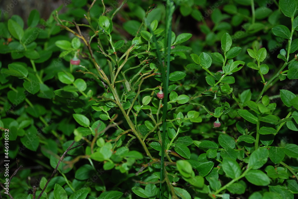 Not a large blueberry bush with small leaves. Small oval green leaves and still red blueberries on a small bush in the evening forest. Vaccinium myrtillus is a low-growing shrub. Not a large blueberry bush with small leaves. Small oval green leaves and still red blueberries on a small bush in the evening forest. Vaccinium myrtillus is a low-growing shrub.