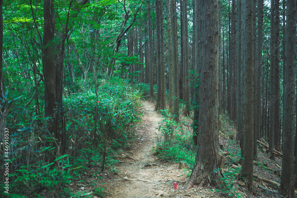 初夏の林道 初夏の林道