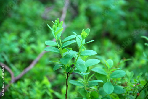 Blueberry bushes in the evening forest. Vaccinium myrtillus, blueberry undersized shrub. On thin long curved brown and green twigs, small oval green leaves on a small bush.