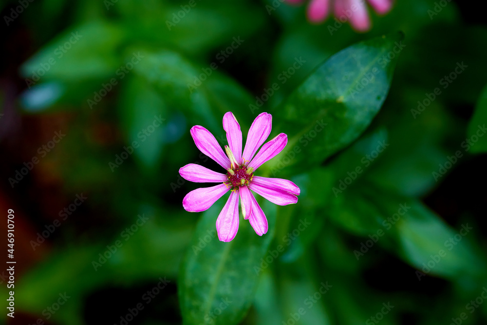 pink Zinnia flower blooming isolated in the garden