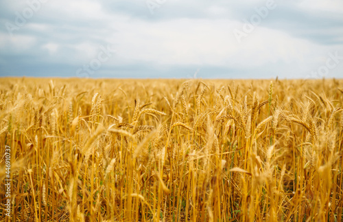Golden field of wheat in a summer day. Growth nature harvest. Agriculture farm.