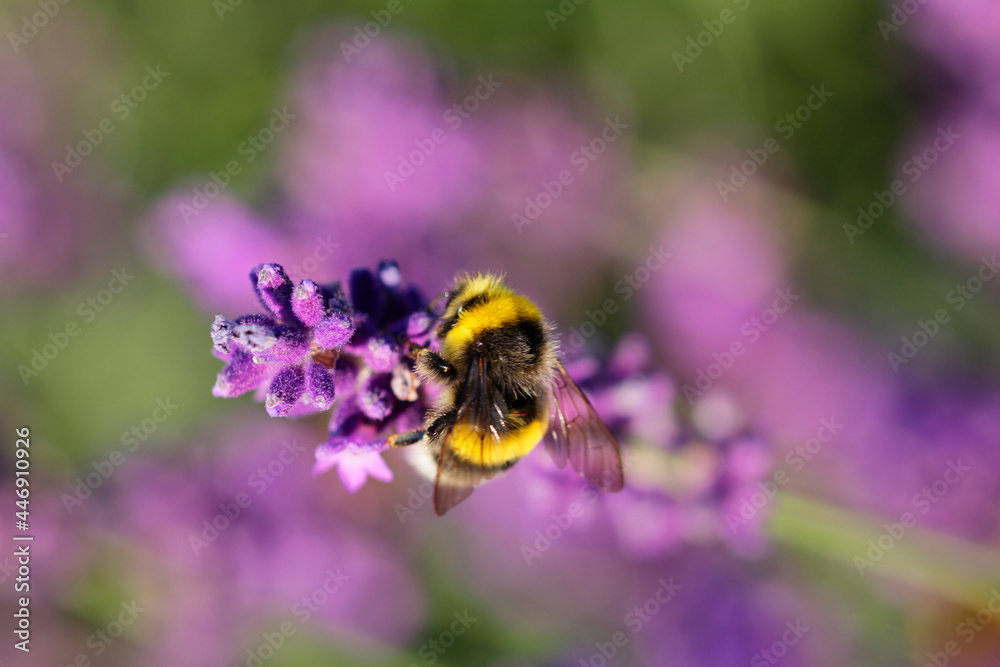 Lavender flowers are popular with insects Lavender flowers are popular with insects