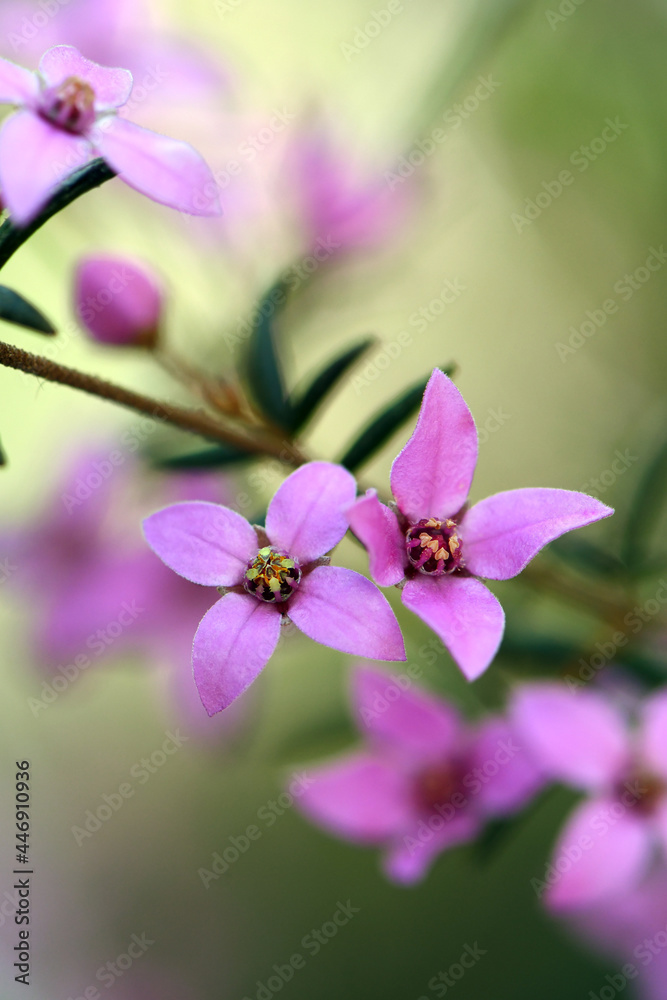Australian native pink wildflowers of Boronia ledifolia, family Rutaceae. Growing in Sydney woodland, NSW, Australia. Also known as the Showy, Sydney or Ledum Boronia. Winter to spring flowering Australian native pink wildflowers of Boronia ledifolia, family Rutaceae. Growing in Sydney woodland, NSW, Australia. Also known as the Showy, Sydney or Ledum Boronia. Winter to spring flowering
