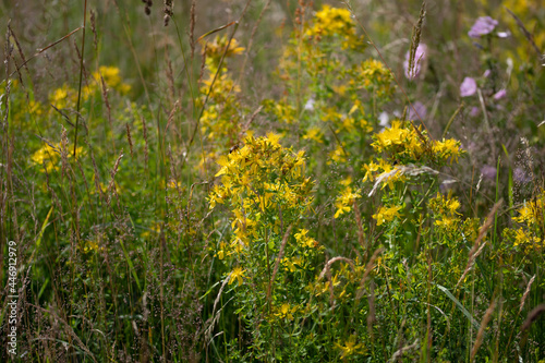 Prairie en fleur 1