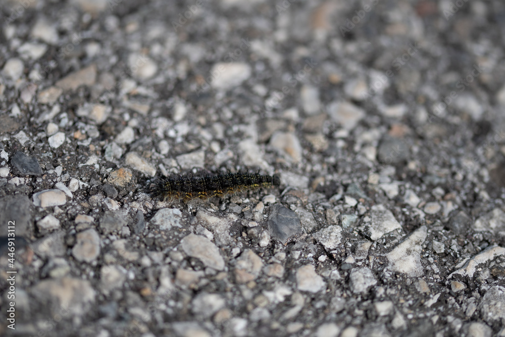 Chenille sur route 2 (lépidoptère) Chenille sur route 2 (lépidoptère)