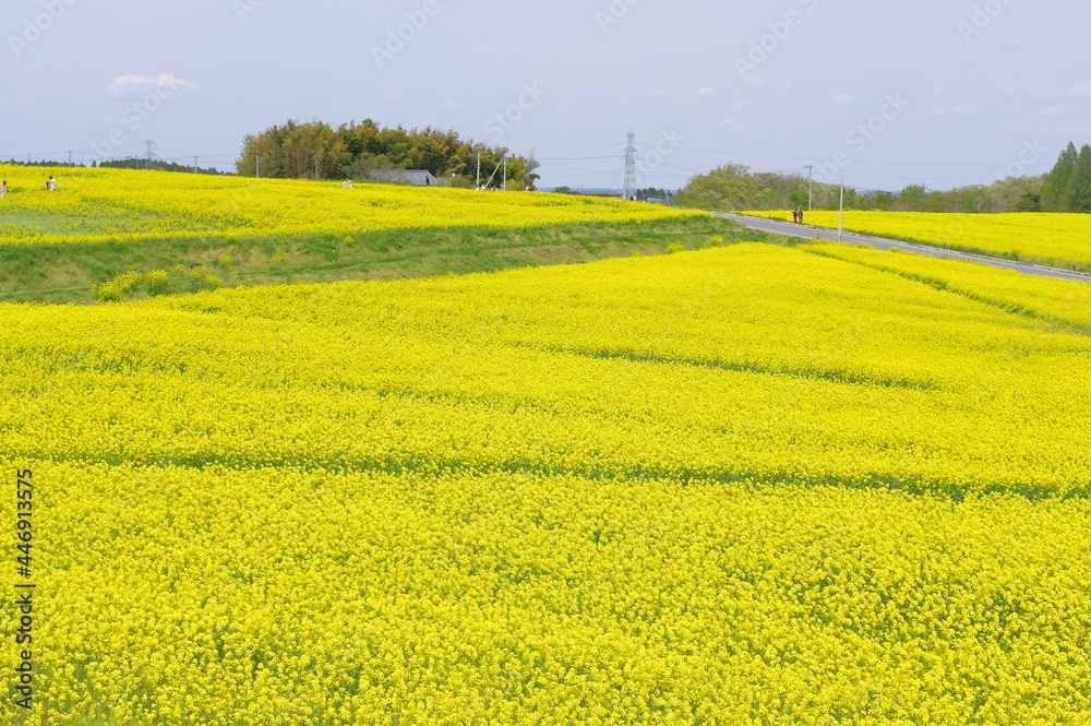 Obraz premium 菜の花、豊かさの花言葉 黄色い絨毯のような菜の花畑