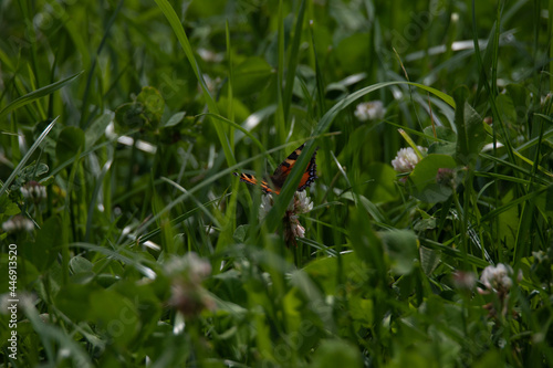La petite Tortue dans l'herbe