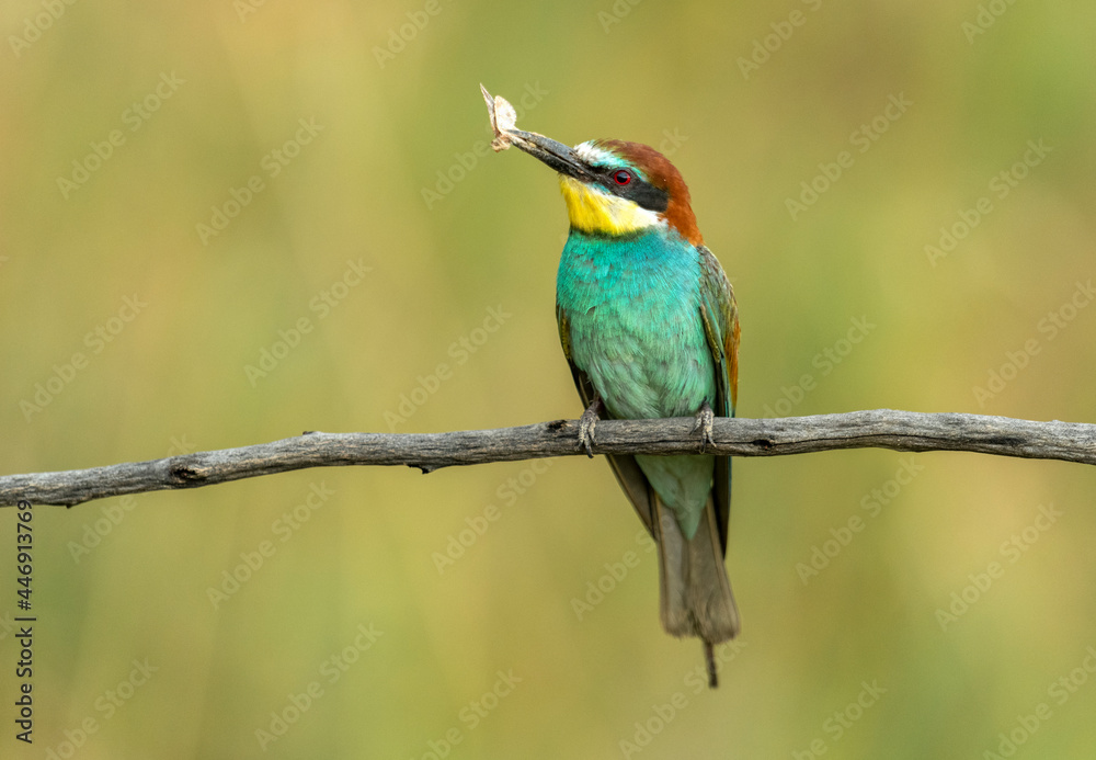 European bee eater (Merops apiaster) European bee eater (Merops apiaster)