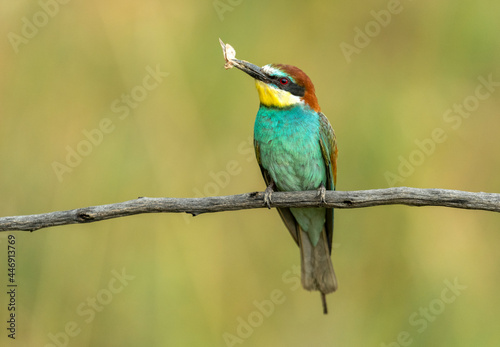 European bee eater (Merops apiaster)