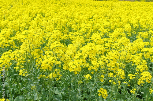 菜の花、豊かさの花言葉 黄色い絨毯のような菜の花畑