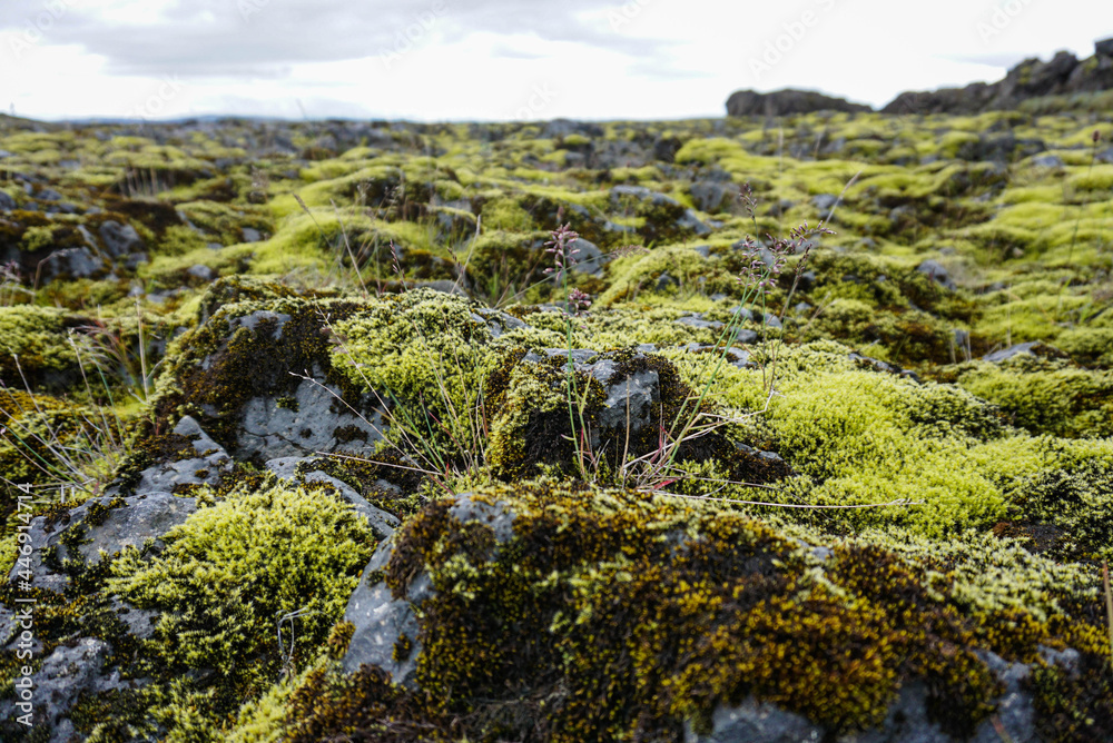 stones covered with green moss, close-up, nature of Iceland