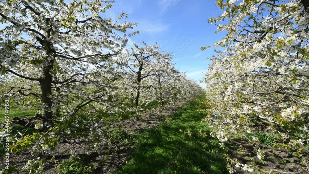 Blossoming cherry trees in the spring orchard Blossoming cherry trees in the spring orchard