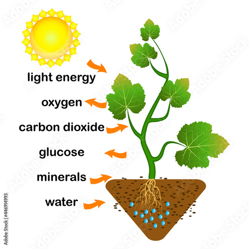 Photosynthesis diagram. Process of plant produce oxygen. Photosynthesis process labelled. science Education botany poster. Photosynthesis process poster with plant, text and arrows.Vector illustration