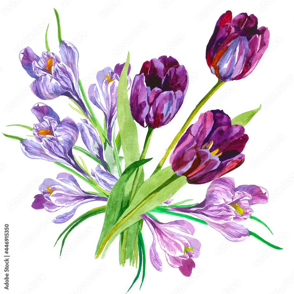 Violet tulis and crocuses flowers bouquet watercolor isolated on white background botanical illustration for all prints. Violet tulis and crocuses flowers bouquet watercolor isolated on white background botanical illustration for all prints.