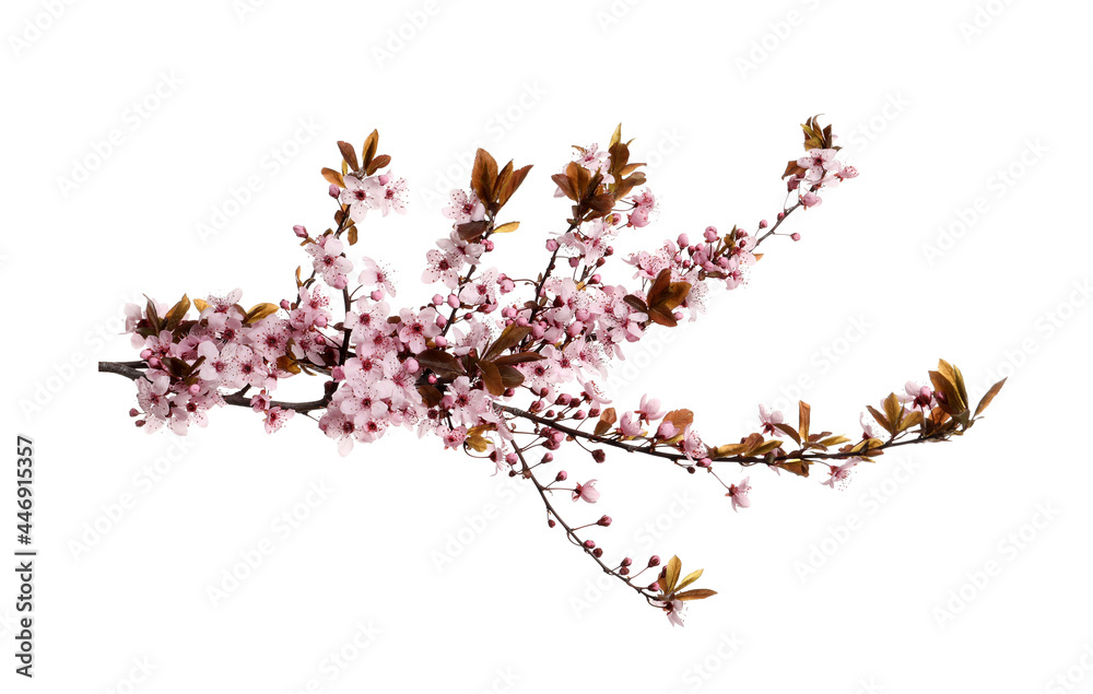 Cherry tree branch with beautiful pink blossoms isolated on white Cherry tree branch with beautiful pink blossoms isolated on white