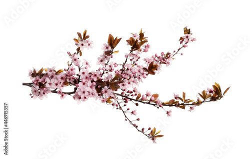 Cherry tree branch with beautiful pink blossoms isolated on white