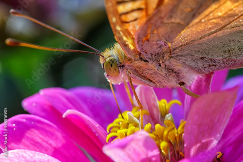Amazing colorful butterfly on a flower. Close up photo