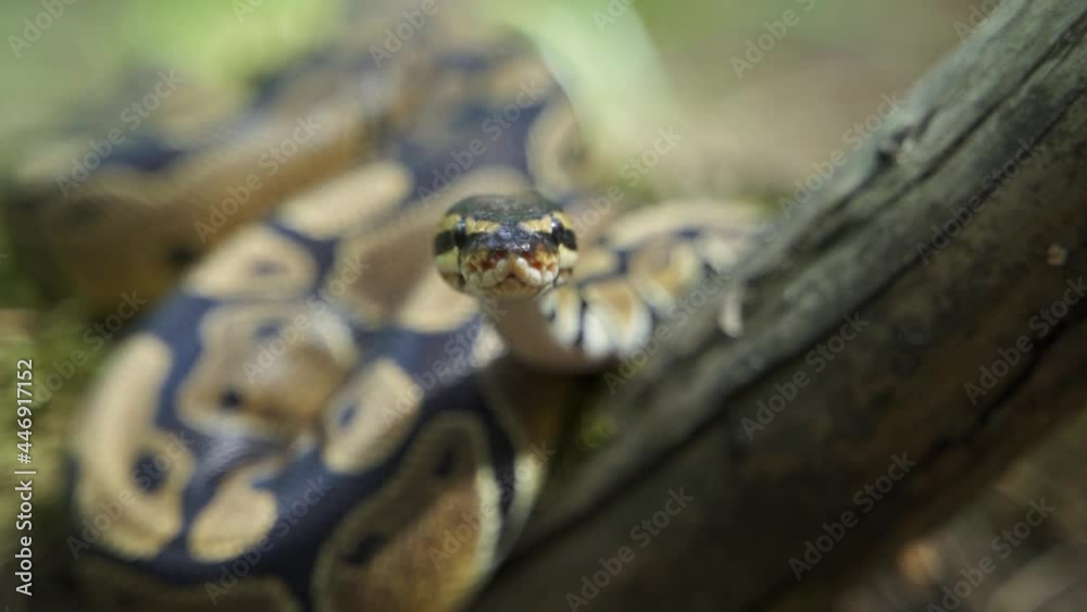 A mesmerizing royal python gaze. The snake looks at the camera and then turns back. Close-up, slow motion, HD. A mesmerizing royal python gaze. The snake looks at the camera and then turns back. Close-up, slow motion, HD.